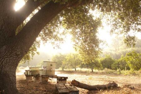 Organic Honey Production with Julie Hobbins and Robyn Daley Image